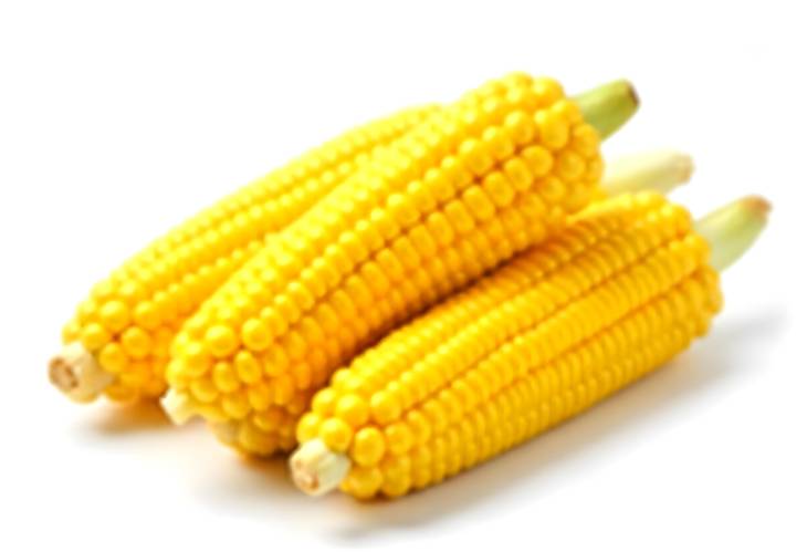 Boiled Corn Cobs with Kernels on White Background